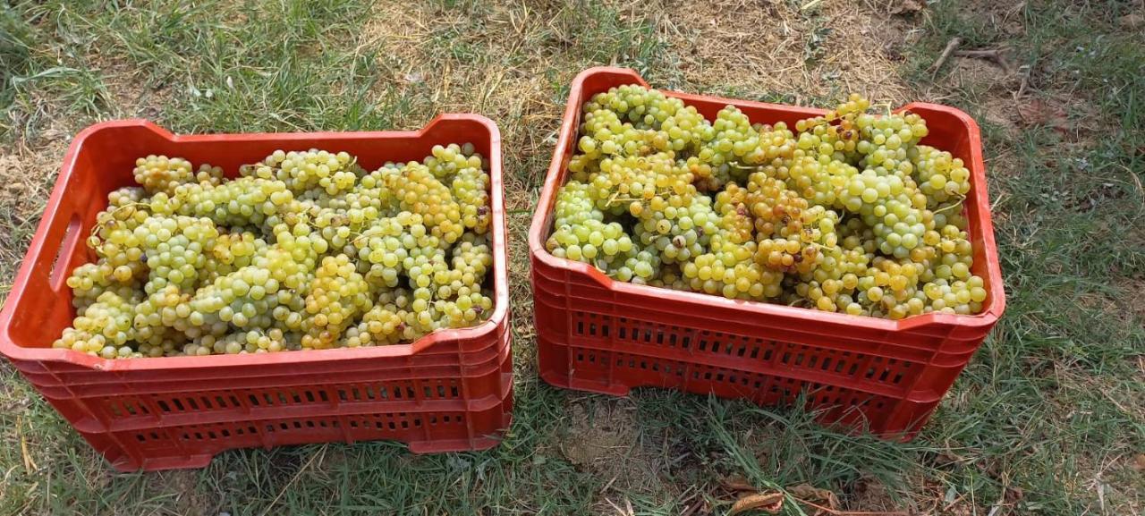 1929 Wine Food Relax Agriturismo Acqui Terme Exterior foto